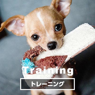 Training とれーにんぐ