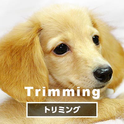 Trimming トリミング